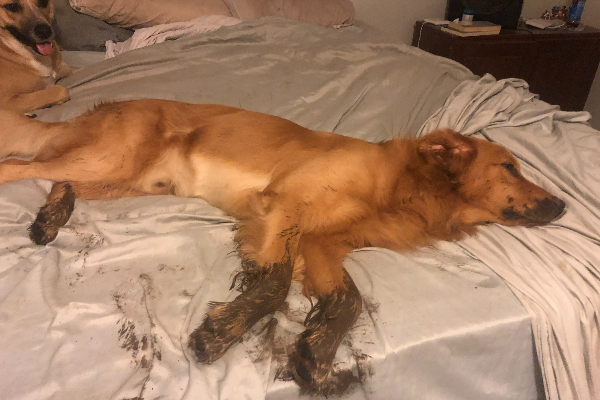 Left The Dog Door Open After a Rainstorm…