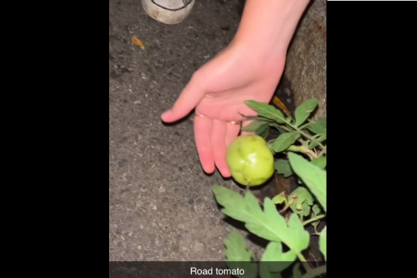 Destination Tuesday – Gutter Tomato in Downtown Ithaca?