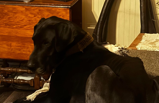 Good Stuff:  Vinnie The GREAT Dane!