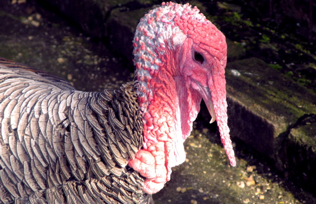 Female turkeys can’t do this.  Only the males can.