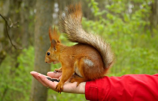 In the 1700s and 1800s, these were popular as pets.