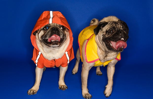 A group of these is called a “Grumble”.